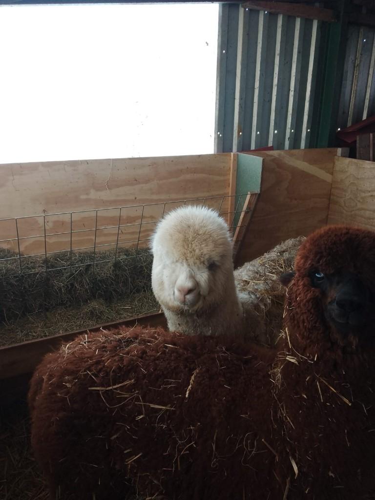 Alpaca merrie, Dieren en Toebehoren, Overige Dieren, Mei, Vrouwelijk