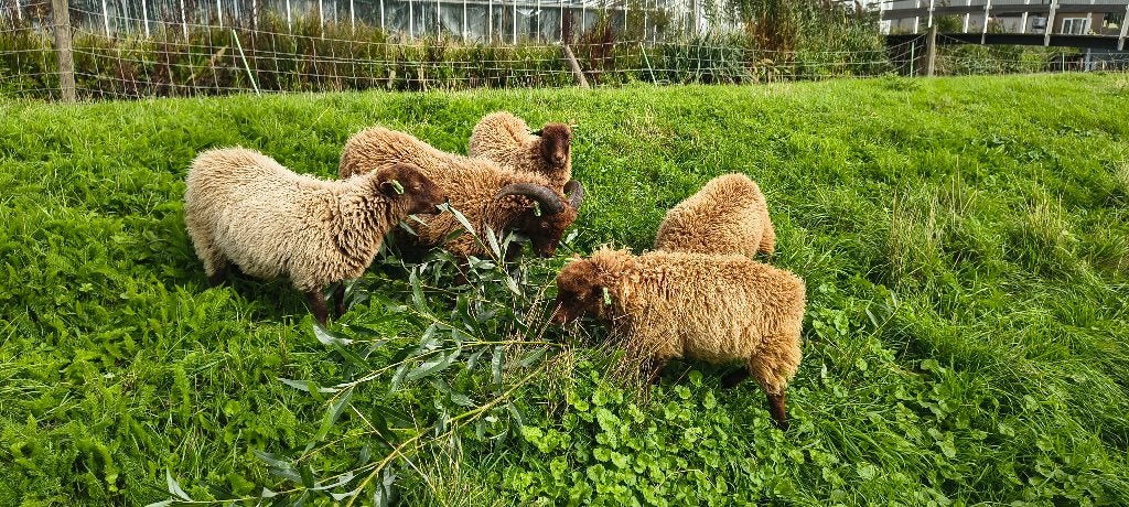 ouessant schaapjes te koop, Dieren en Toebehoren, Vrouwelijk, Schaap