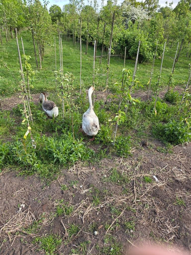 Chinese knobbelgans, Meerdere dieren, Overige soorten