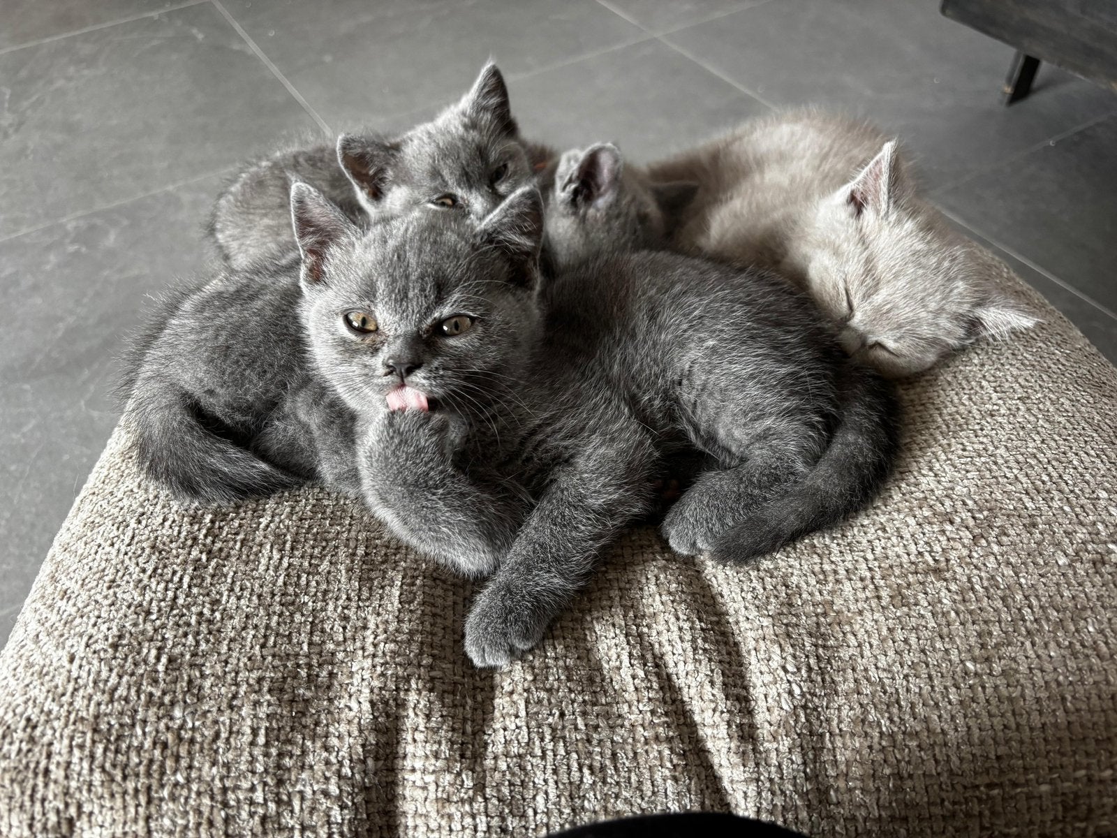 Britse korthaar kittens, Meerdere dieren, Gechipt, 3 tot 5 jaar