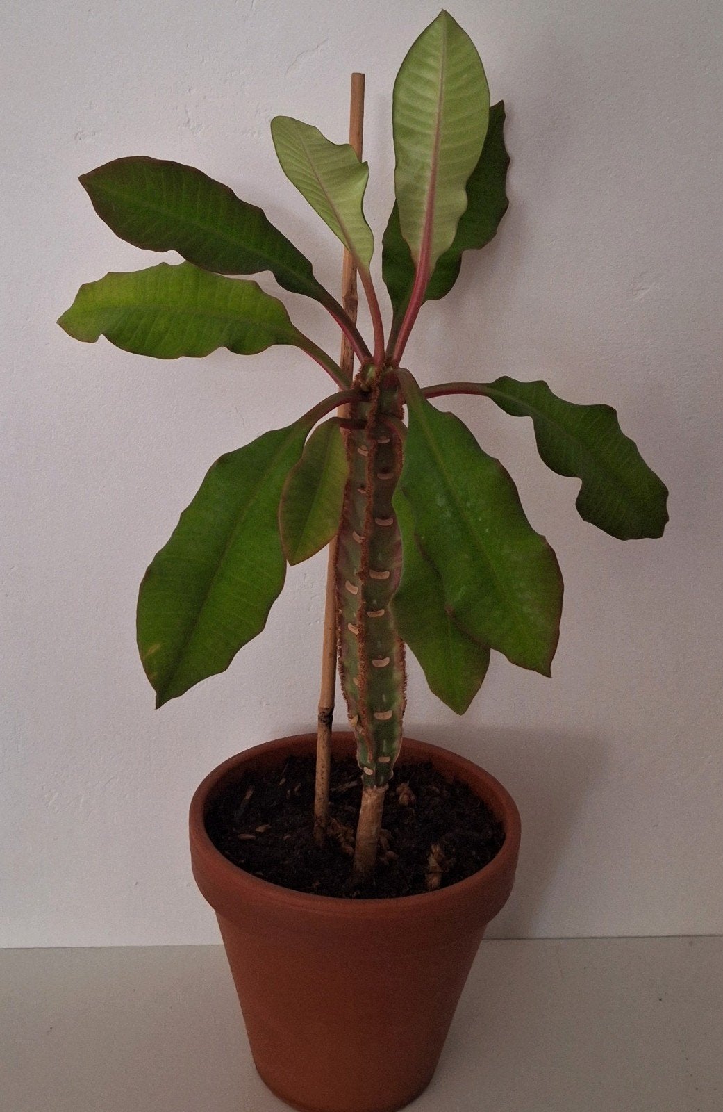 Euphorbia leuconeura, Huis en Inrichting, Ophalen of Verzenden