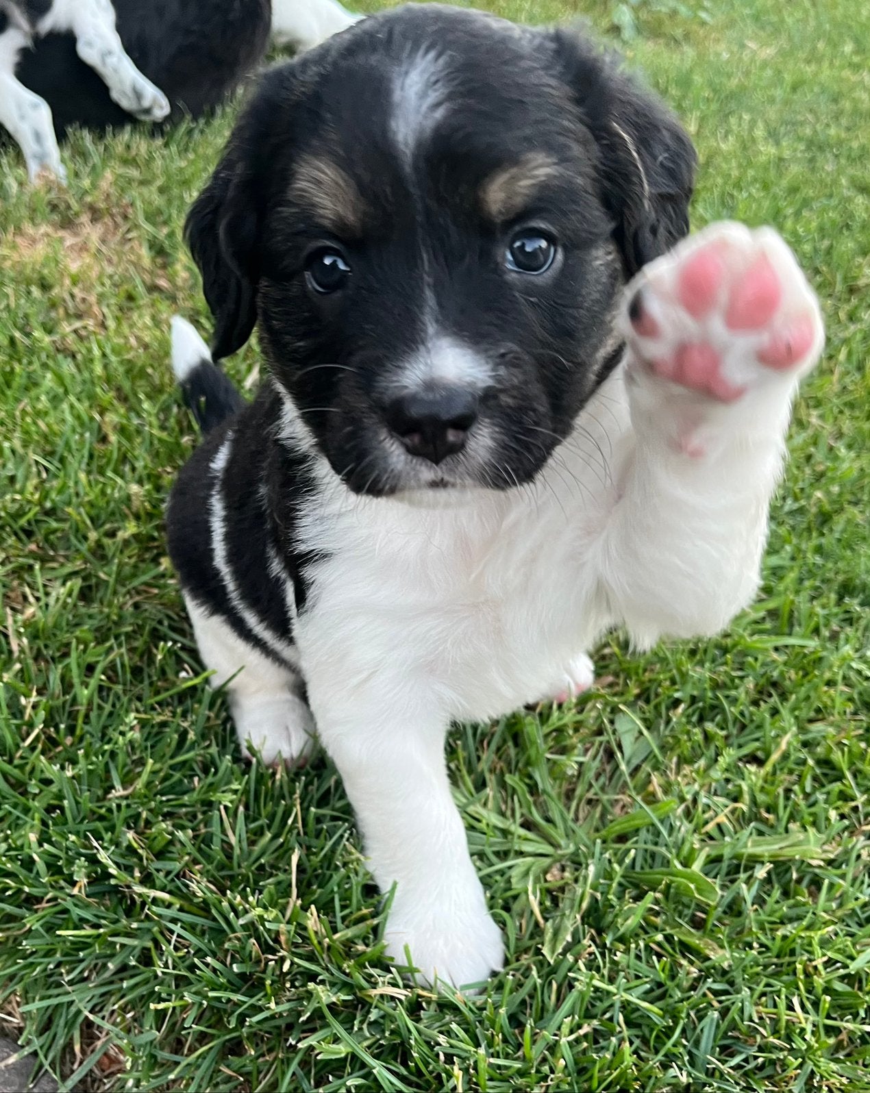 Lieve mooie  puppy’s (kruising Friese stabij/Boomer-Kooiker, Dieren en Toebehoren, 8 tot 15 weken, Meerdere, Meerdere dieren, Middel