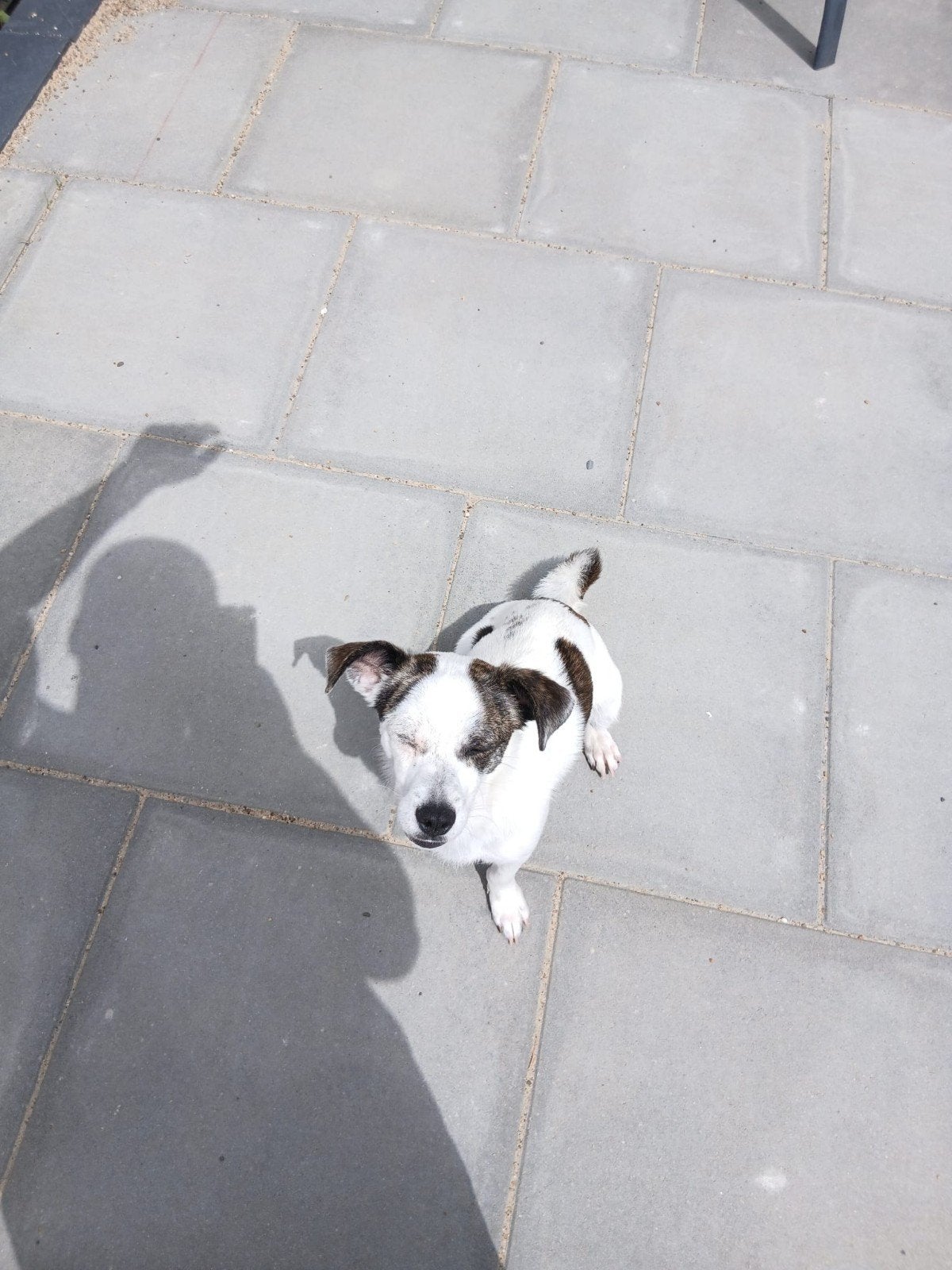 Kruising chiahua  Jack Russel, 15 weken tot 1 jaar, Reu, Eén hond, Klein