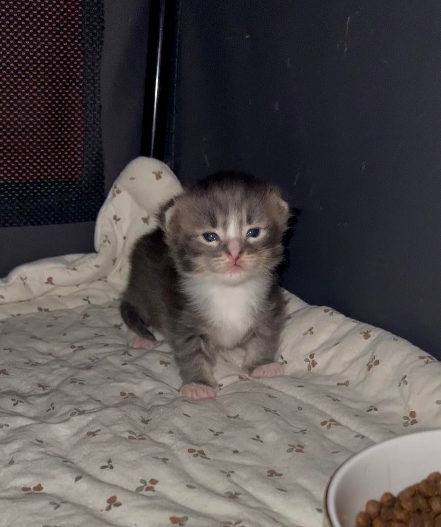 Prachtig Maine Coon katertje met stamboom uit geteste ouders, Dieren en Toebehoren, Kater, Met stamboom, 0 tot 2 jaar