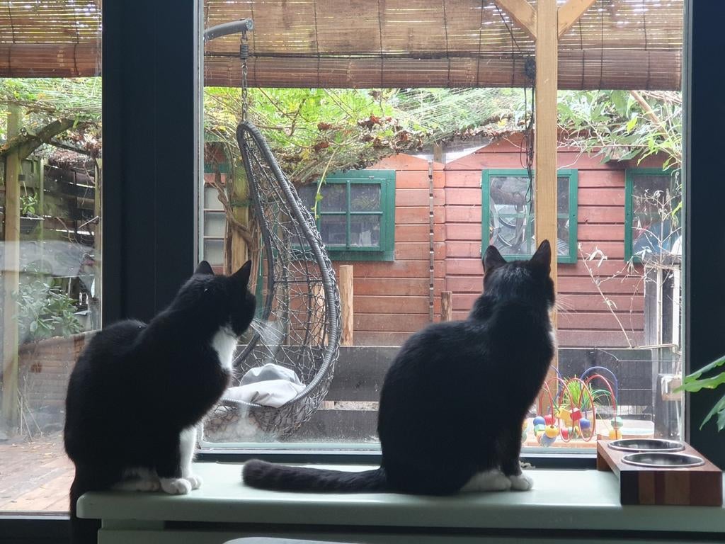 Mika & Mia zijn op zoek naar een rustig plekje, Dieren en Toebehoren, Katten en Kittens | Overige Katten, Meerdere dieren, 6 jaar of ouder