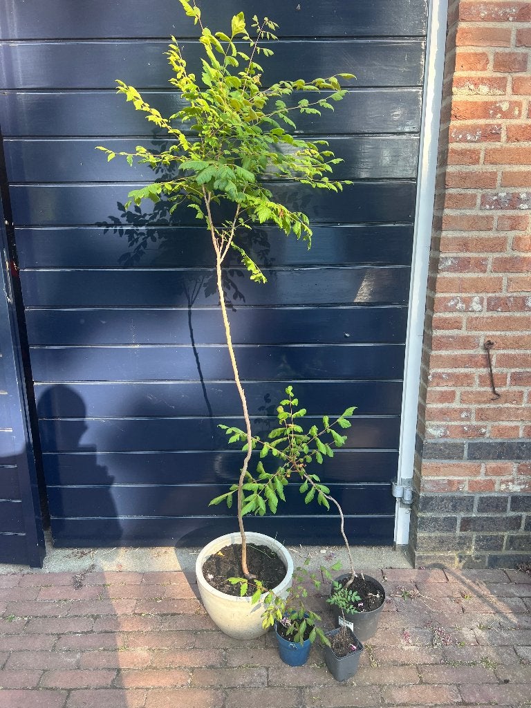 chinese vernisboom, Tuin en Terras, Planten | Bomen, 100 tot 250 cm, Zomer, Ophalen, Volle zon