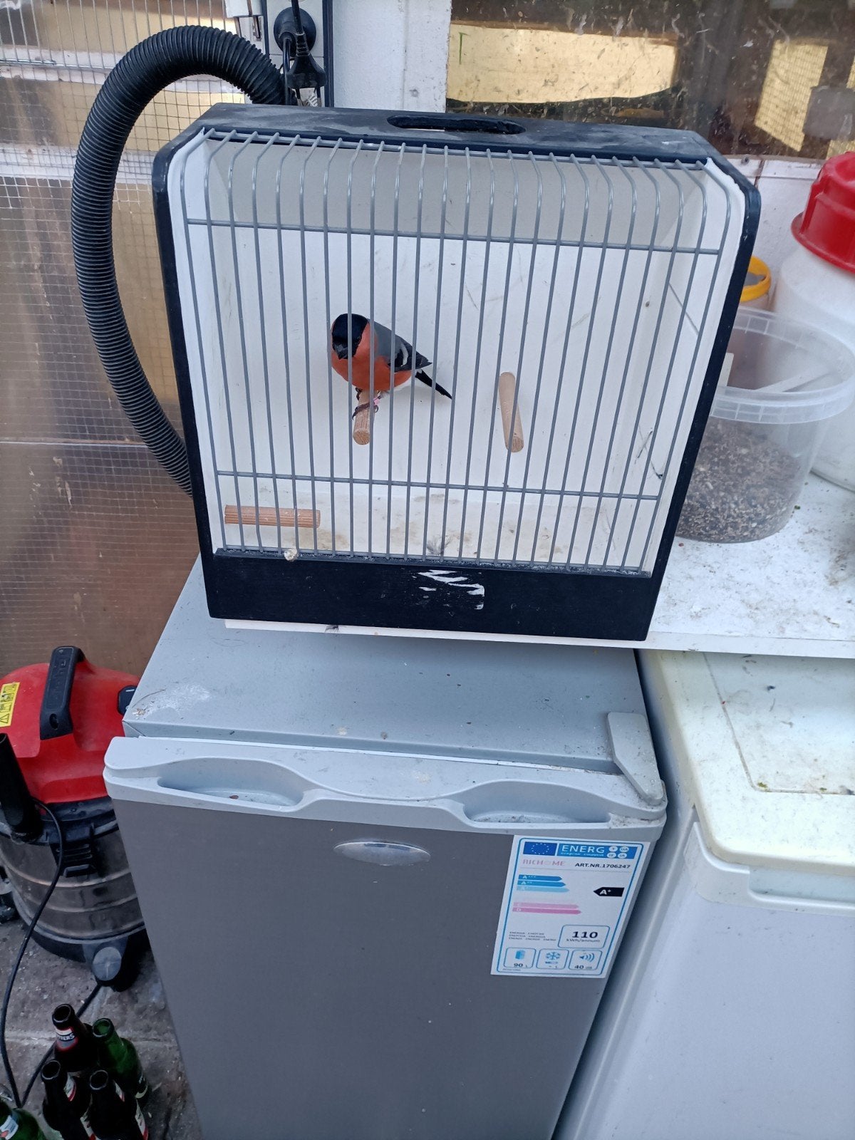 wildkleur mannen, Dieren en Toebehoren, Mannelijk