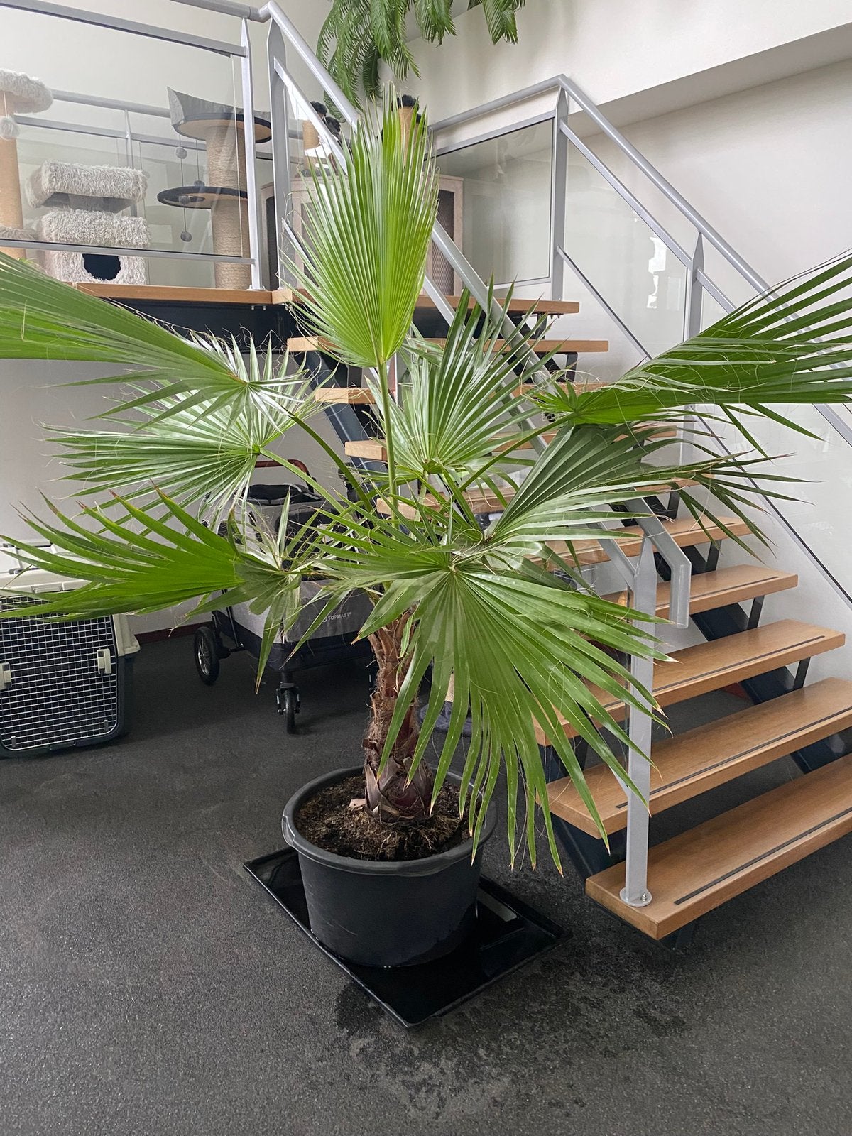 Mooie Palm Washingtonia Robuusta - eigen kweek, Volle zon, Vaste plant, Bloeit niet, Ophalen
