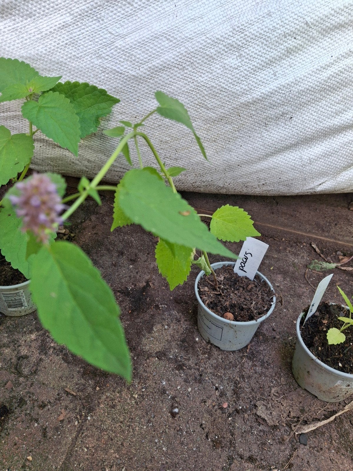 Dropplant paars, Ophalen of Verzenden, Minder dan 100 cm, Overige soorten, Zomer