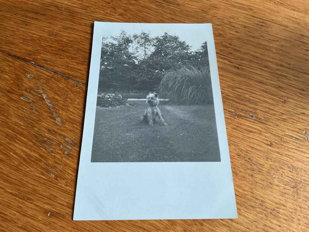 V128 hond, Ophalen of Verzenden, Voor 1940, Zo goed als nieuw, Dier
