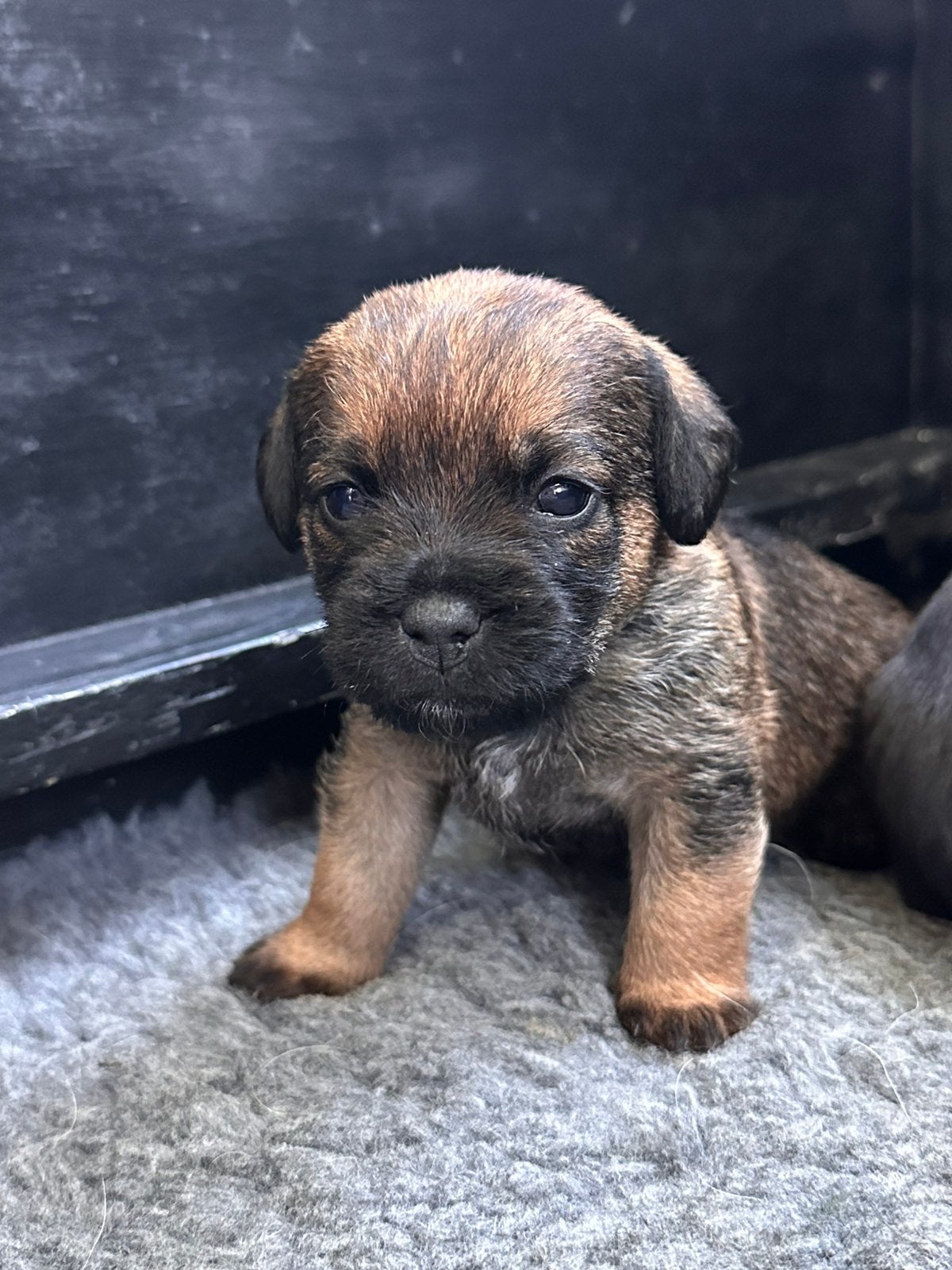 Border terriër pups, Dieren en Toebehoren, Honden | Jack Russells en Terriërs, Overige rassen, 8 tot 15 weken, Meerdere, Meerdere dieren