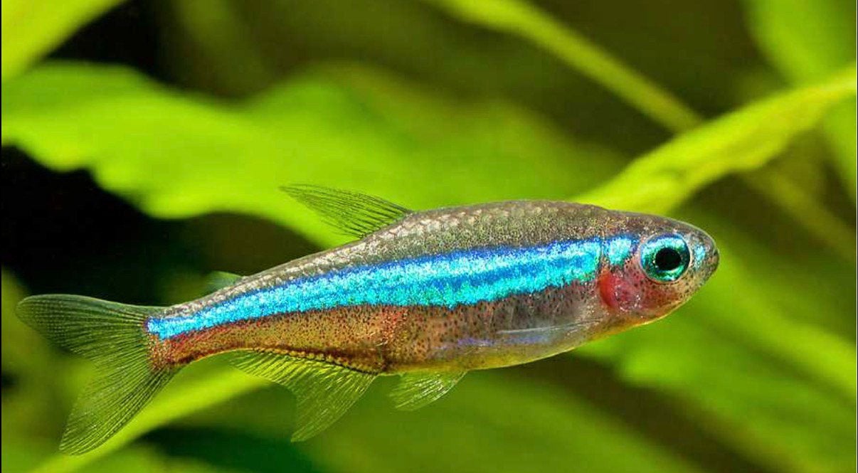 Te koop valse neon tetra, Vis