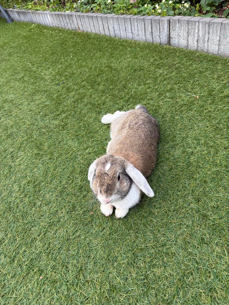 Dwerg konijn, Dieren en Toebehoren, Konijnen, Vrouwelijk, Dwerg, Hangoor, 0 tot 2 jaar