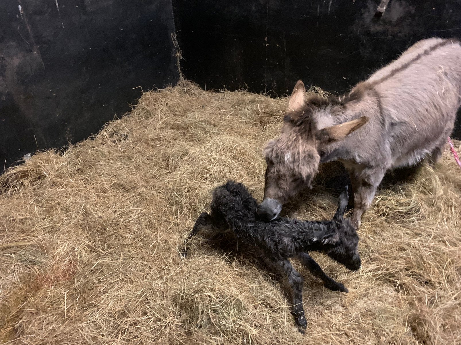 Mini Ezeltje, Dieren en Toebehoren, Mei, Mannelijk