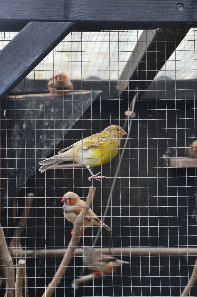 Twee mooie kanaries aangeboden, Meerdere dieren, Kleurkanarie