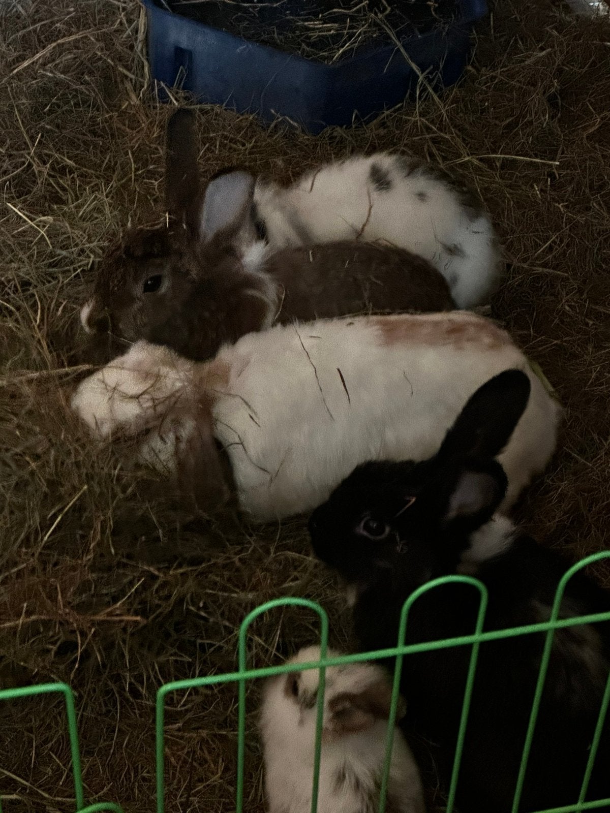 konijntjes, Dieren en Toebehoren, Mannelijk, Juli, Overige typen, Tam