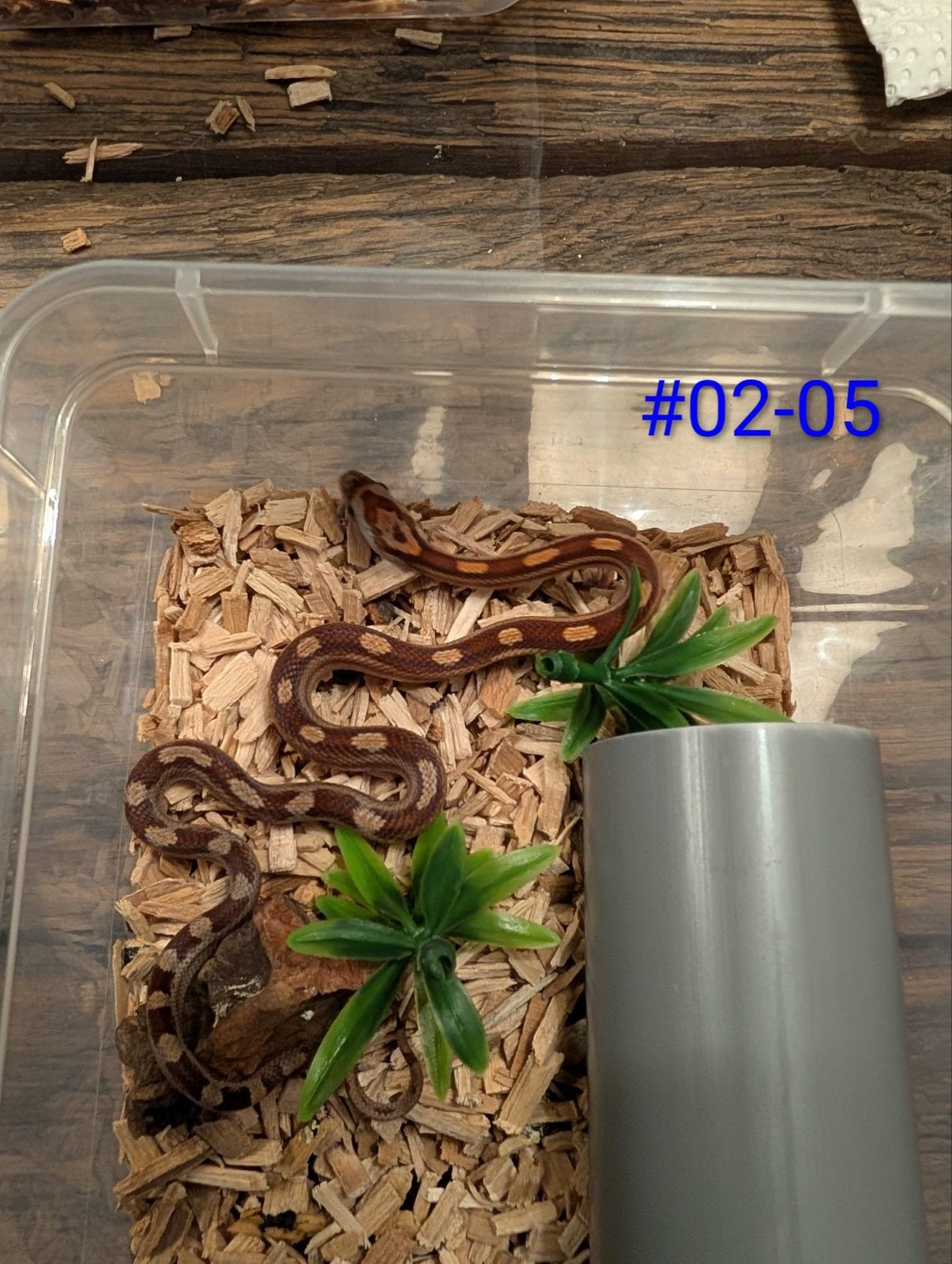 Jonge Caramel rattenslangen het Palmetto Rat Snake photo 2