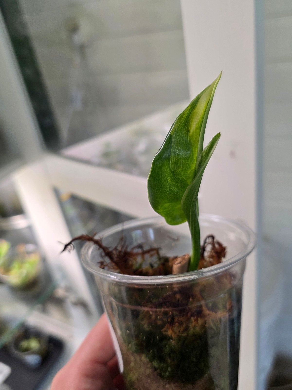Philodendron bipennifolium Violin varigata, Ophalen of Verzenden, Halfschaduw, Minder dan 100 cm