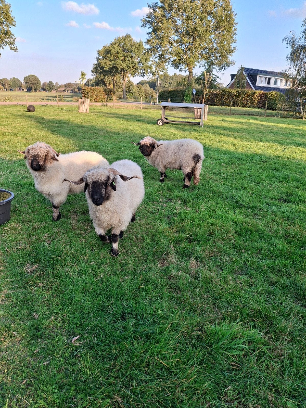 walliser schwarznase ooien, Vrouwelijk, Schaap, 3 tot 5 jaar