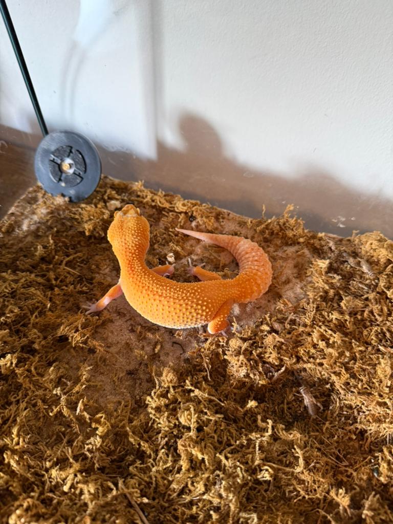 Luipaard gekko Leopard Gecko - male for sale from vanessa