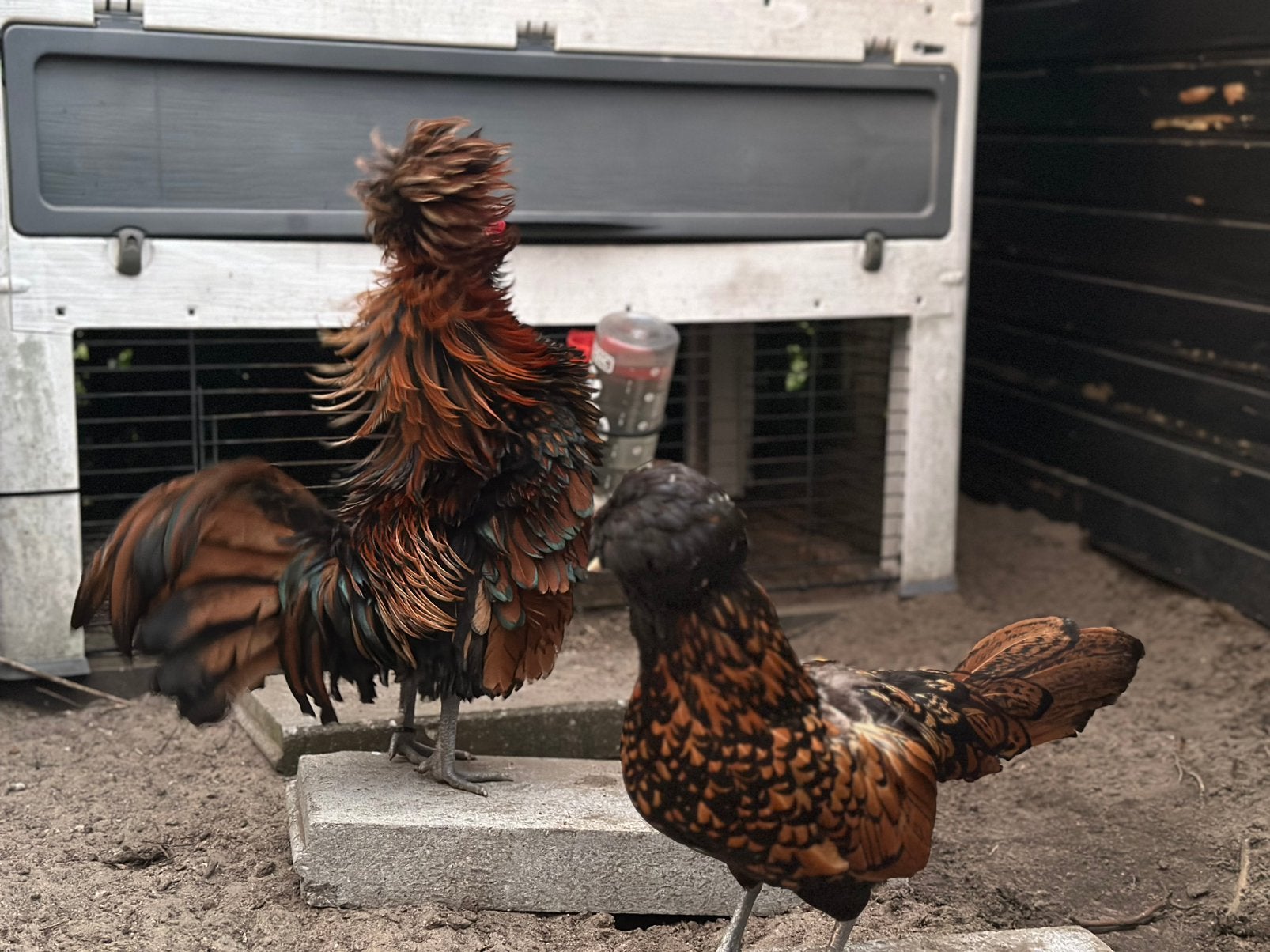 Bebaarde kuifhoen koppeltje hen en haan, Dieren en Toebehoren, Meerdere dieren, Kip