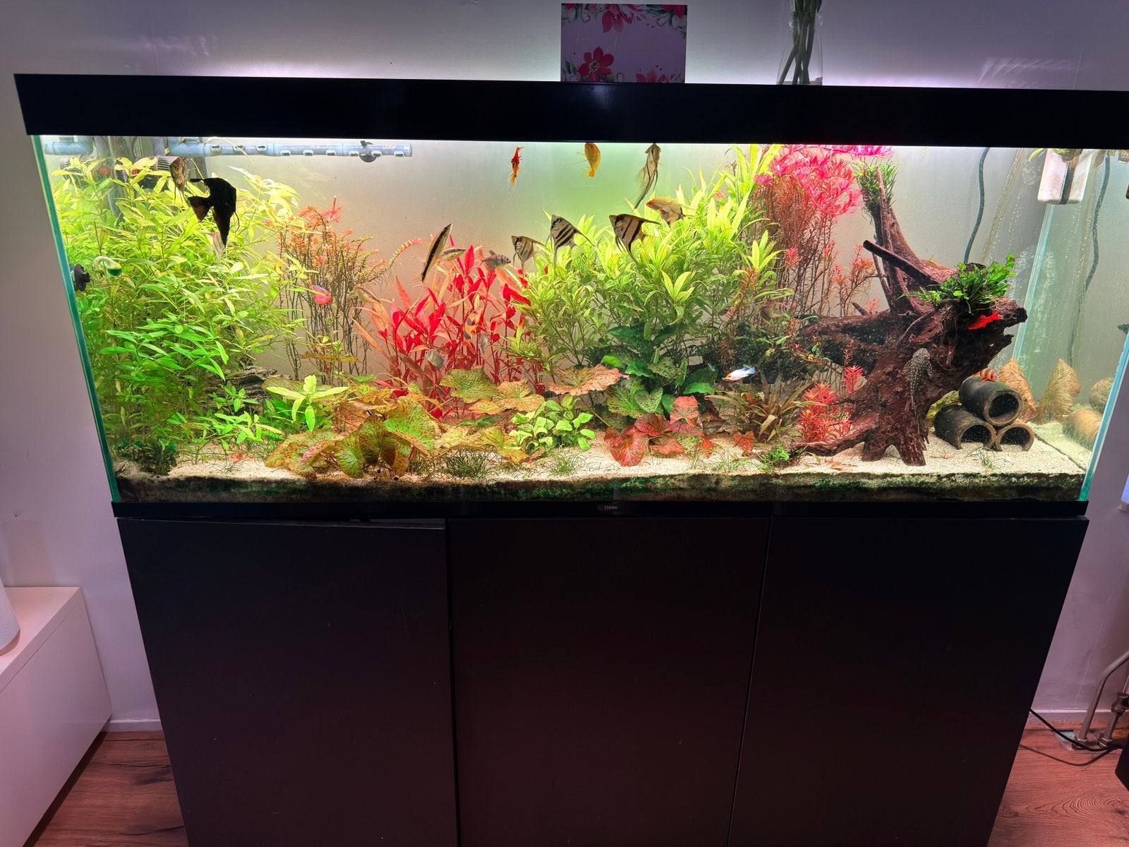 Ciano emotions pro 150, Dieren en Toebehoren, Vissen | Aquaria en Toebehoren, Ophalen, Overige merken, Zo goed als nieuw, Leeg aquarium