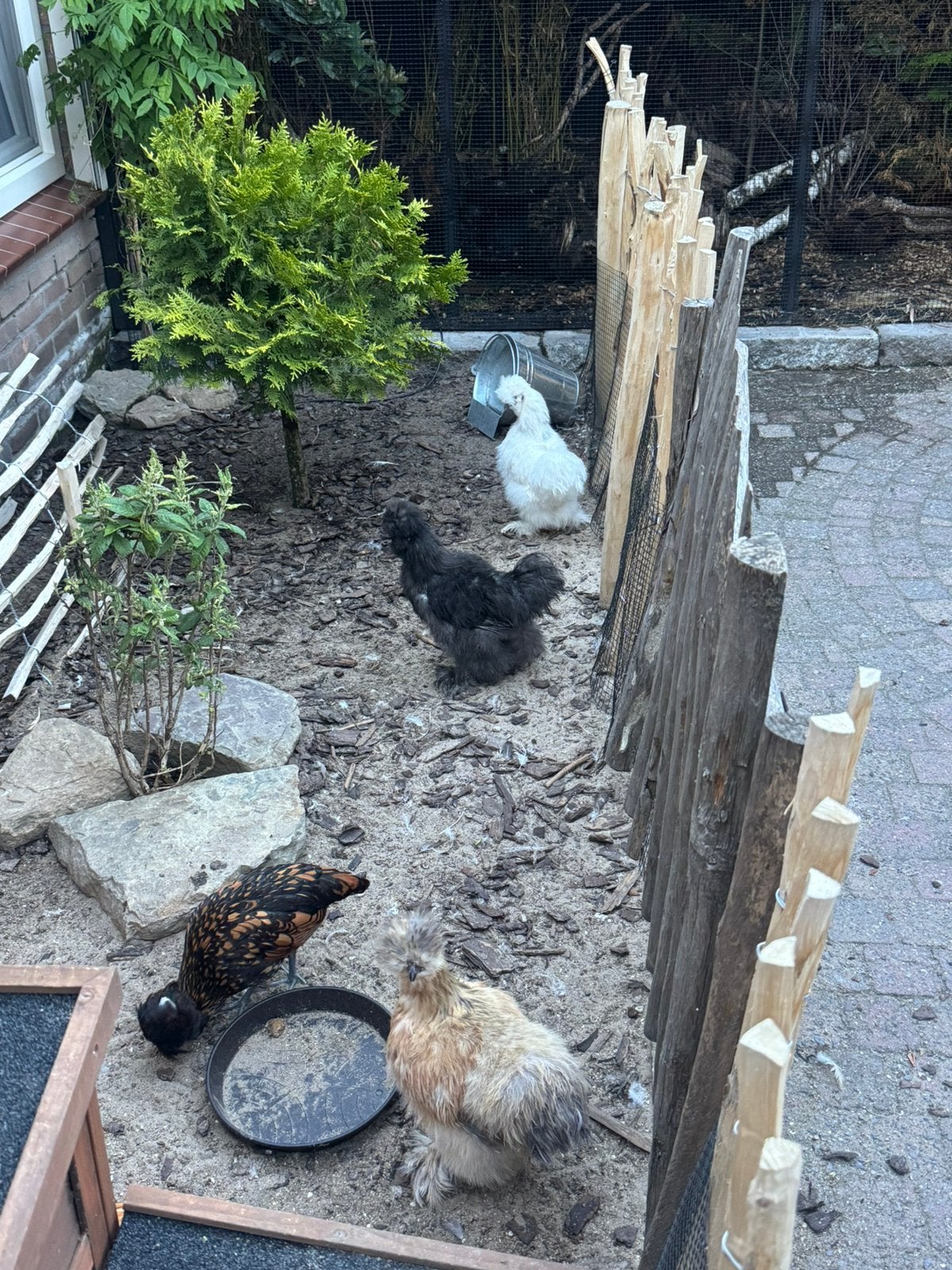 3 zijdehoen kriel en 2 padua kriel inclusief hok omheining, Dieren en Toebehoren, Pluimvee, Meerdere dieren, Kip
