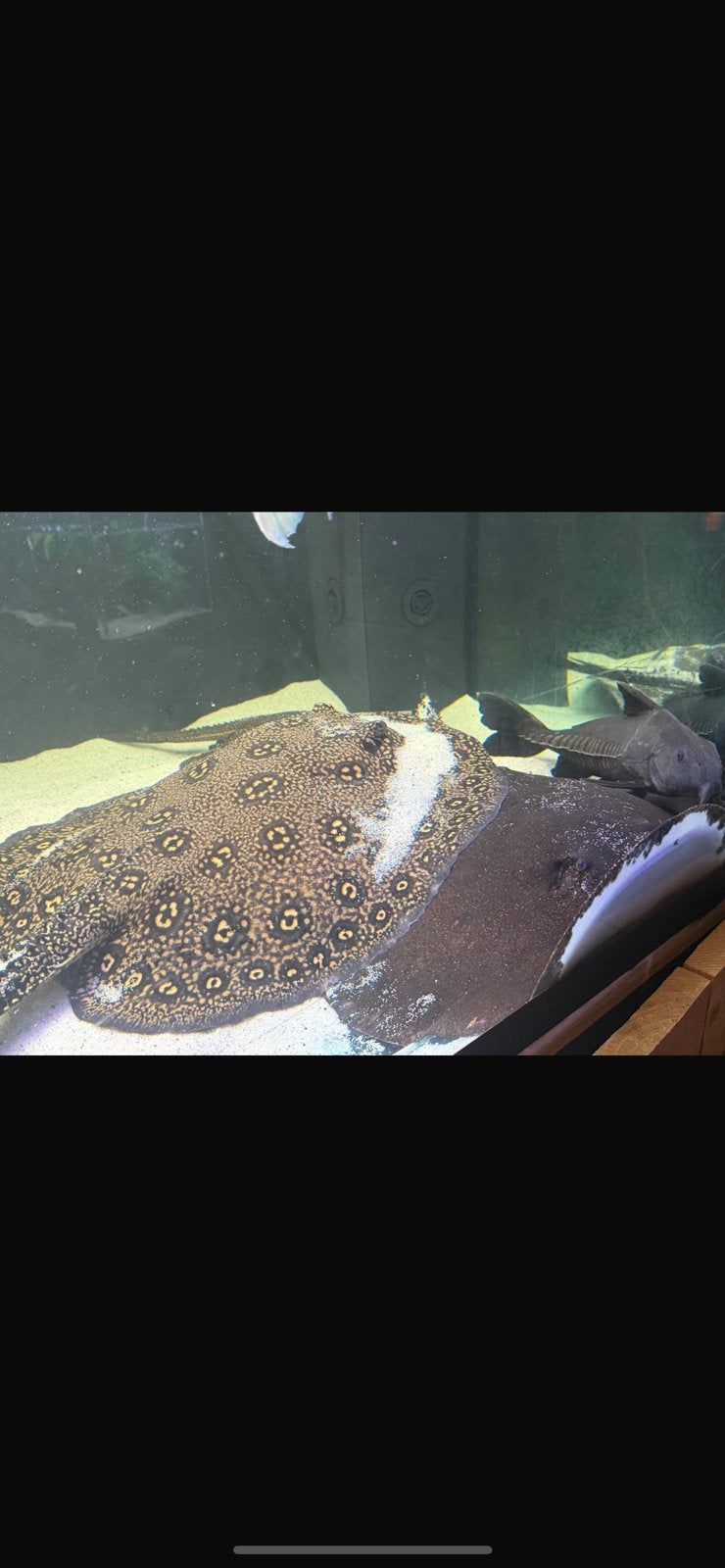 Potamotrygon, Vis, Zoetwatervis