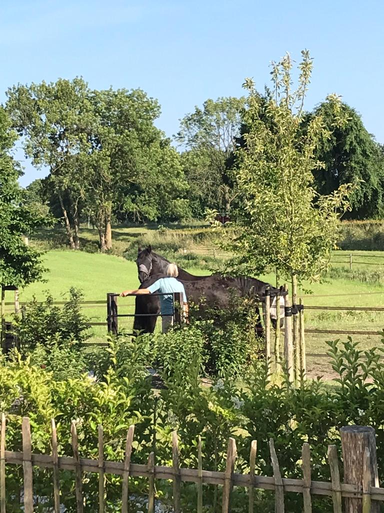 Weidegang met stal aangeboden, Ruin, Recreatiepaard