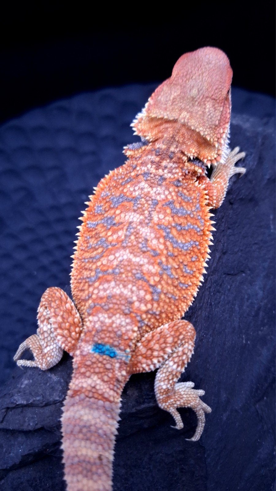 Orange Hypo Blue Bar Baardagaam Man 9 weken oud Bearded Dragon photo 3