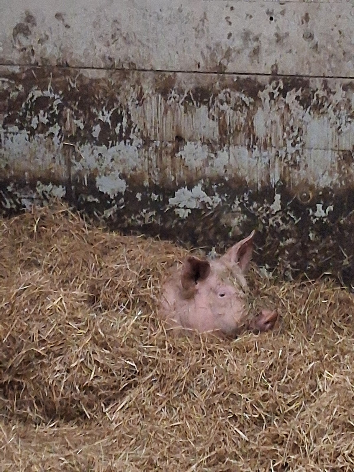 biggen, Meerdere dieren, Varken