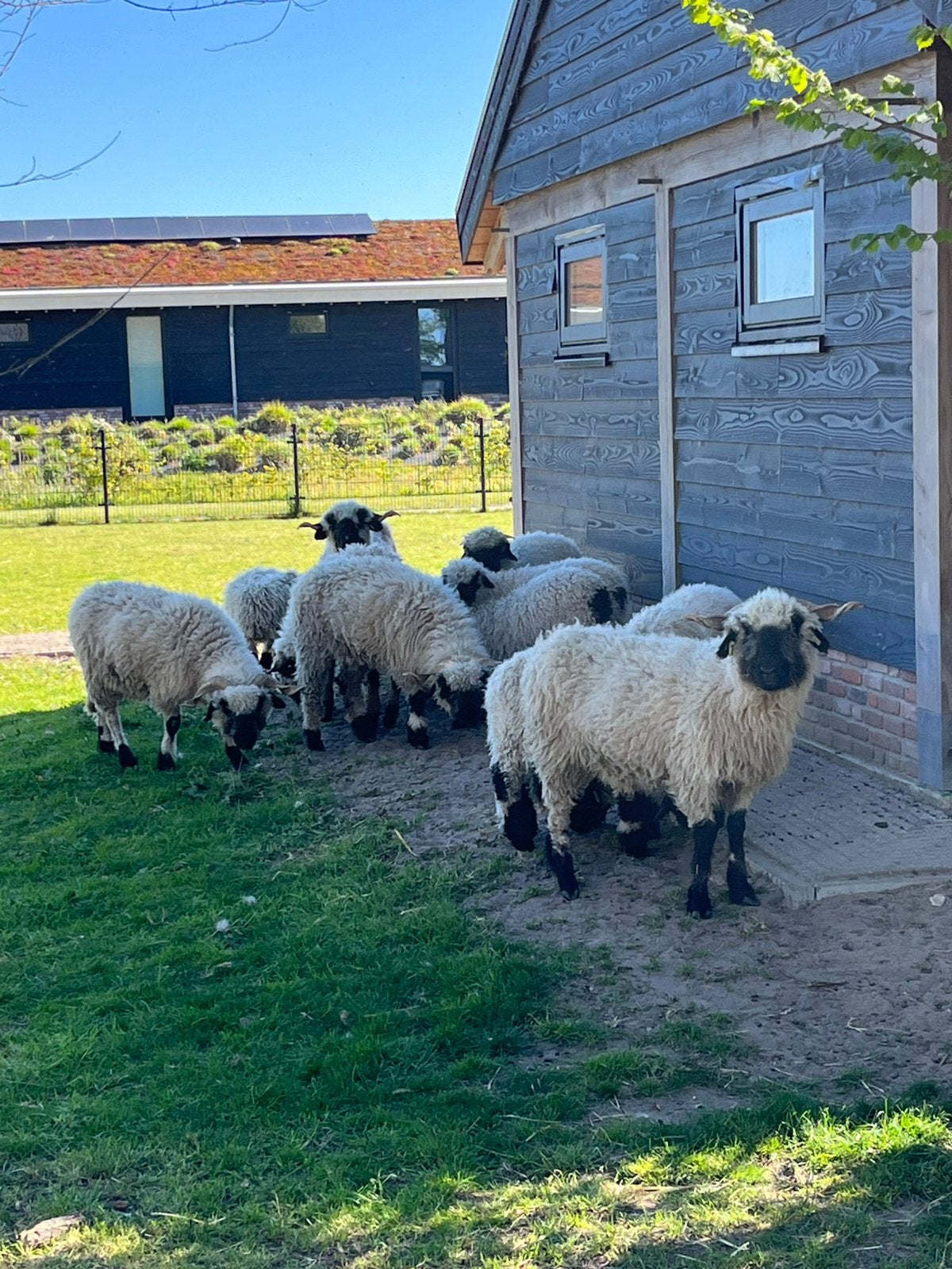 Te koop Walliser Schwarznase, Meerdere dieren, Schaap, 0 tot 2 jaar