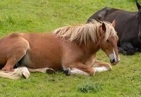 Gezocht: Stalling voor 4 grote pony's  Regio NH, Weidegang, 4 paarden of pony's of meer