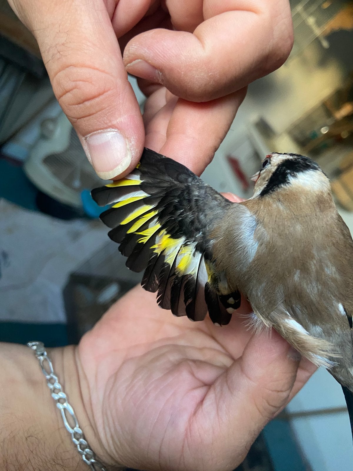 Distelvink parva, Dieren en Toebehoren, Vogels | Overige Vogels, Meerdere dieren, Geringd