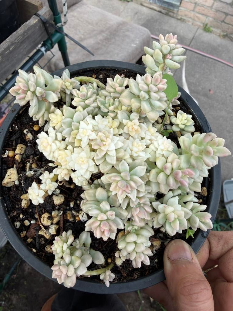 Grapto. Mirinae Variegata, Ophalen of Verzenden, Overige soorten, Volle zon