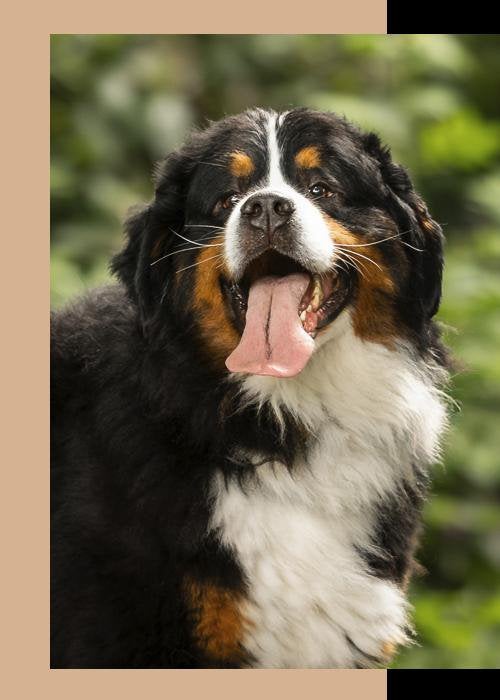 Berner Sennen  Sint Bernard /bernersenne pups, 8 tot 15 weken, Meerdere, Meerdere dieren, CDV (hondenziekte)