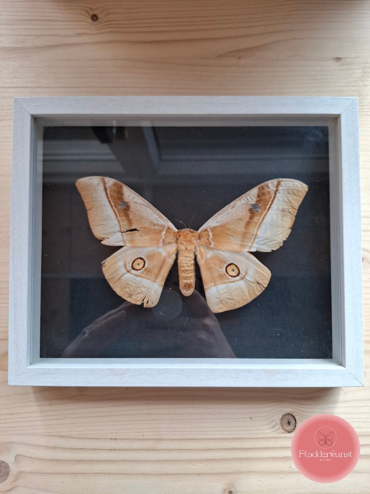 Oude vlinder in glazen lijst, Ophalen of Verzenden, Insect, Opgezet dier