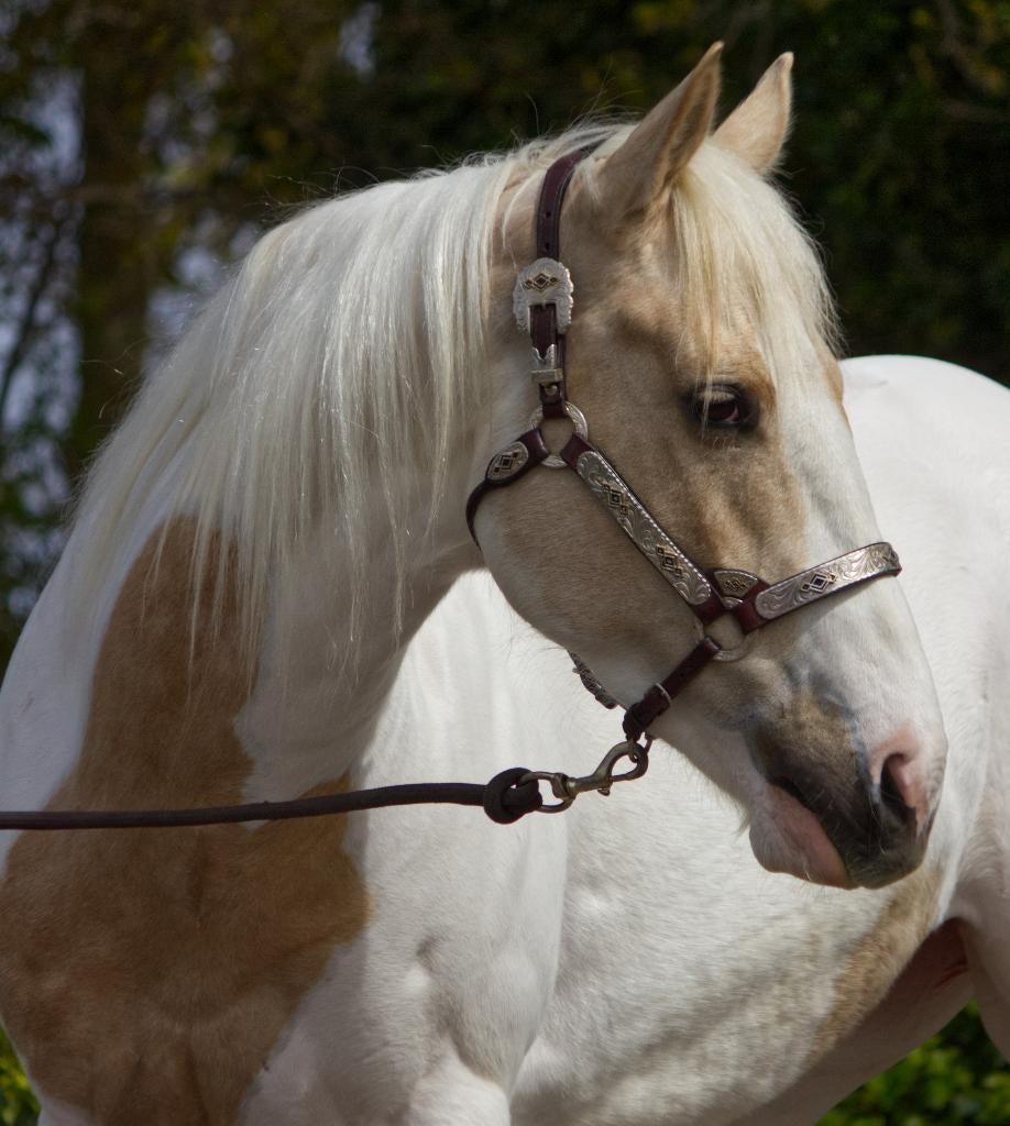 Paint(APHA) Quarter horses(AQHA), pleasure/allround, Dieren en Toebehoren, Paarden, Minder dan 160 cm, Met stamboom, Niet van toepassing