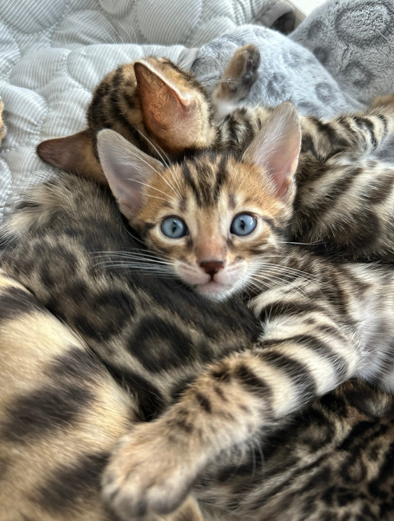 🐾 Prachtig Bengaal poesje zoekt een liefdevol thuis! 🐾, Dieren en Toebehoren, Poes