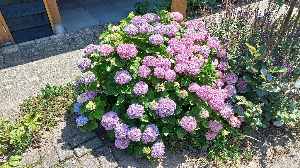 hortensia, Tuin en Terras, Planten | Struiken en Hagen, Ophalen, Hortensia, Struik, Minder dan 100 cm
