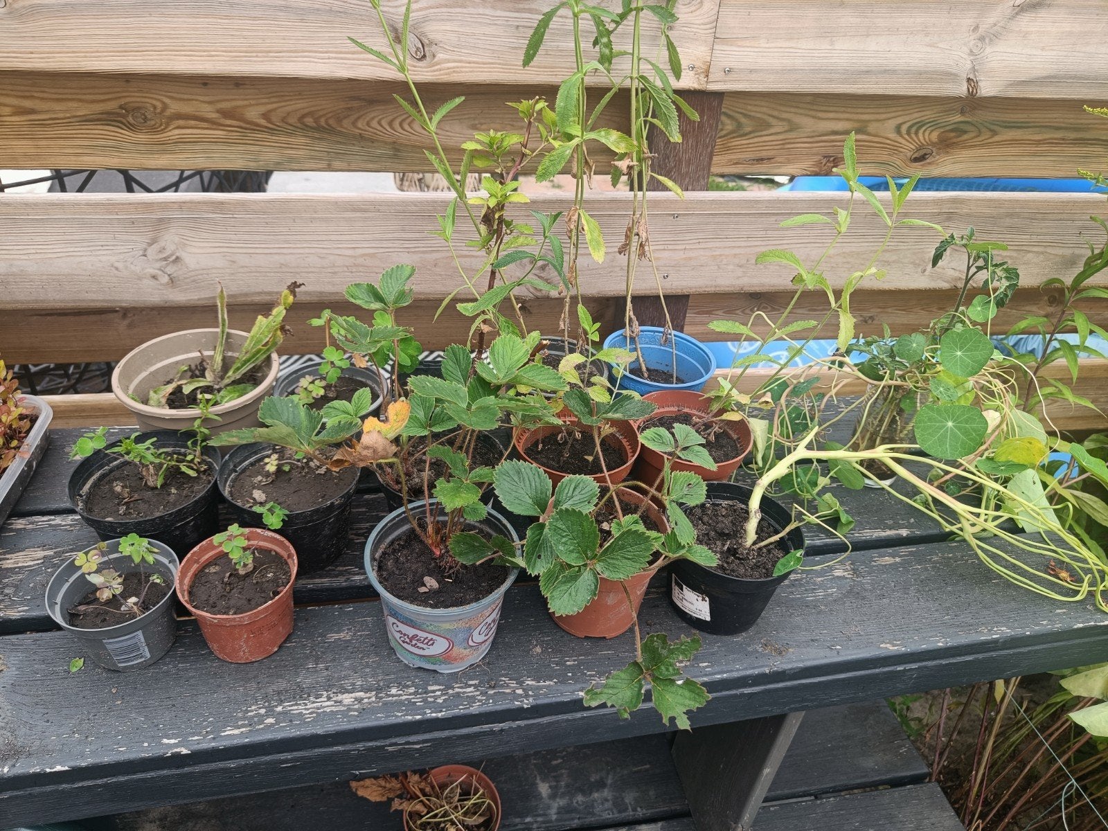 Tuinplanten (inheems vele), Ophalen, Vaste plant, Overige soorten, Volle zon