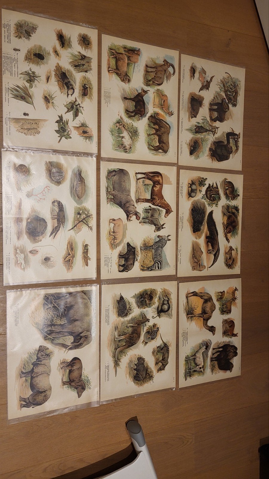 Vintage educatieve platen: Dieren en insecten, Ophalen of Verzenden, Natuur en Biologie