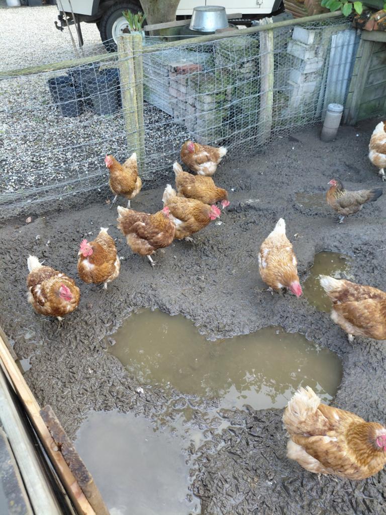 8x Kippen ca 1,5 jaar oud, Dieren en Toebehoren, Pluimvee | Toebehoren, Ophalen, Zo goed als nieuw, Overige typen