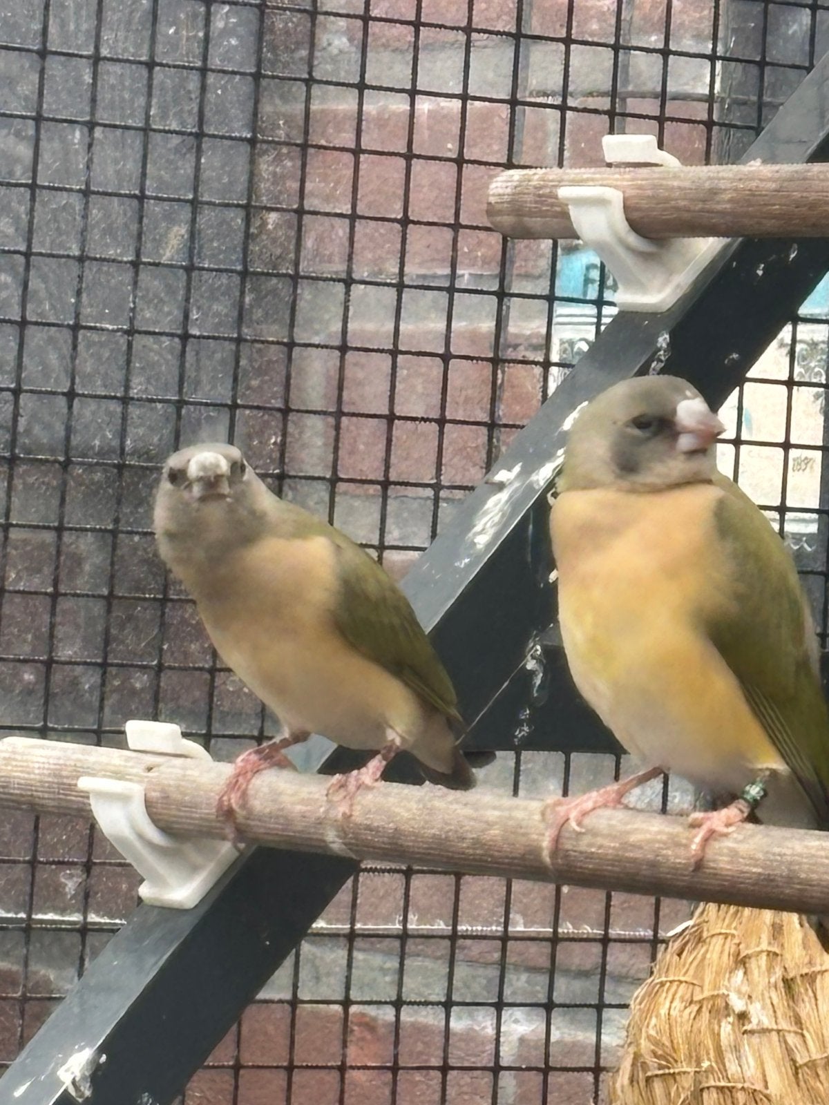 2 Gouldamadines, Dieren en Toebehoren, Meerdere dieren, Geringd