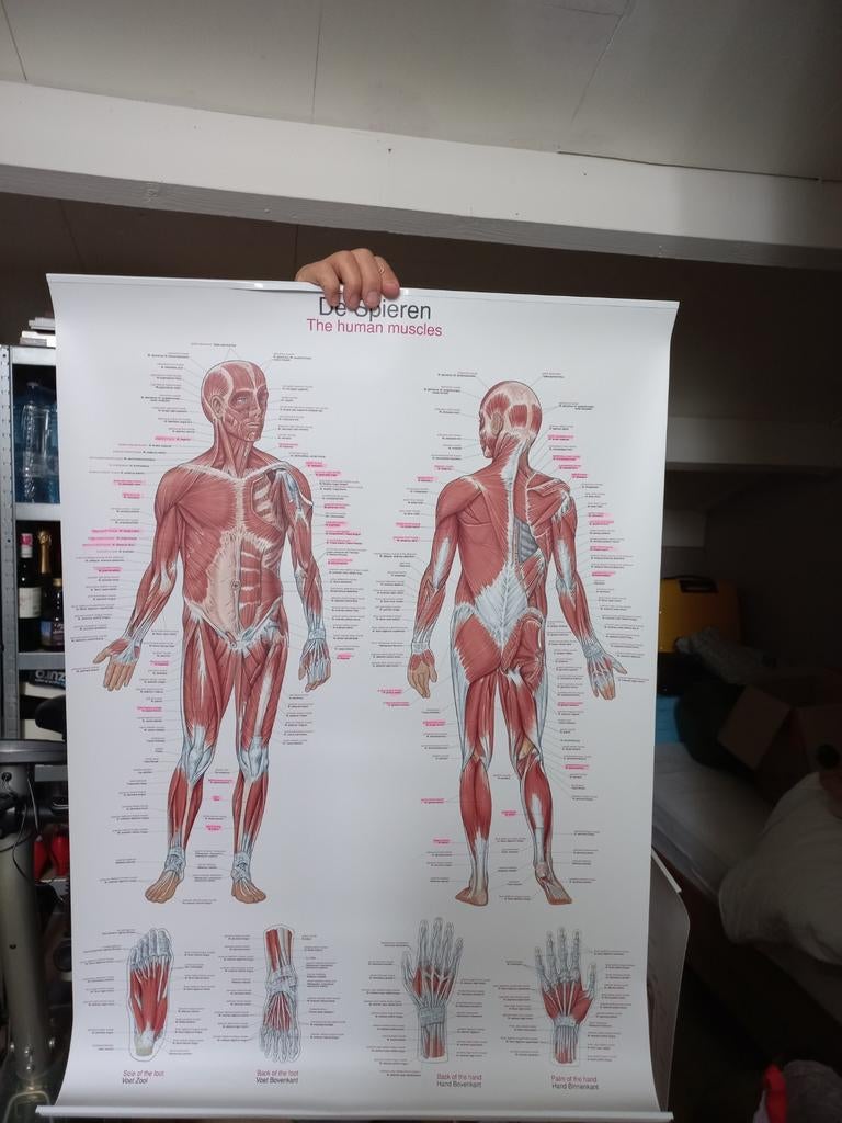 Anatomie posters: Spieren en Skelet (Afmetingen), Ophalen of Verzenden