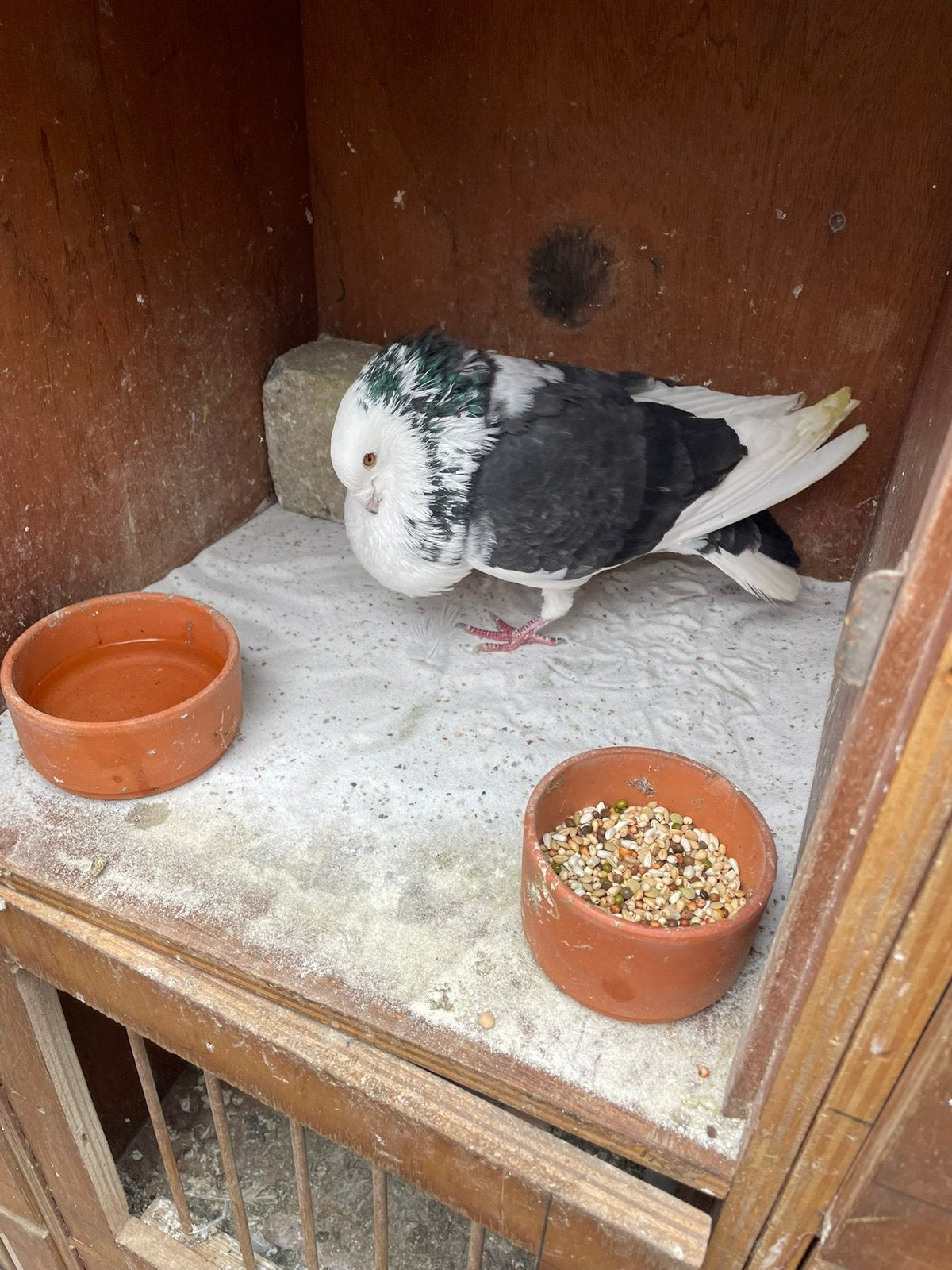 Doffer, Dieren en Toebehoren, Vogels | Duiven, Mannelijk, Kropper