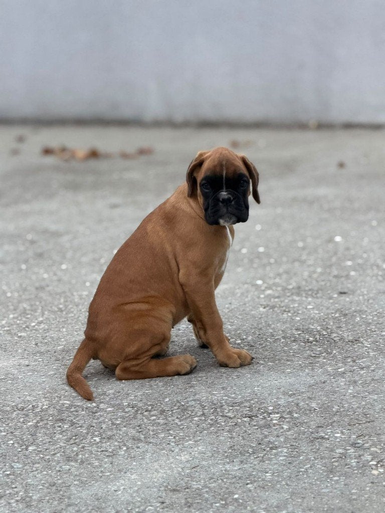Boxer pups, Dieren en Toebehoren, Overige rassen, 8 tot 15 weken, Meerdere, Meerdere dieren