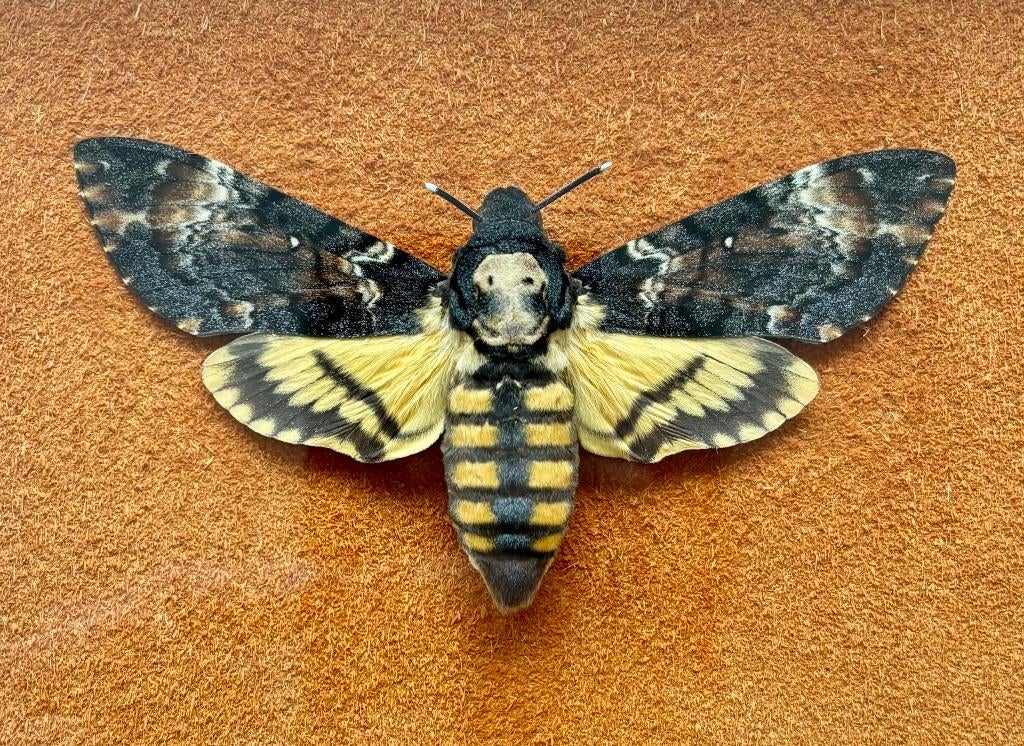 Acherontia / doodshoofdvlinder vlinder, Verzenden, Zo goed als nieuw, Insect, Opgezet dier