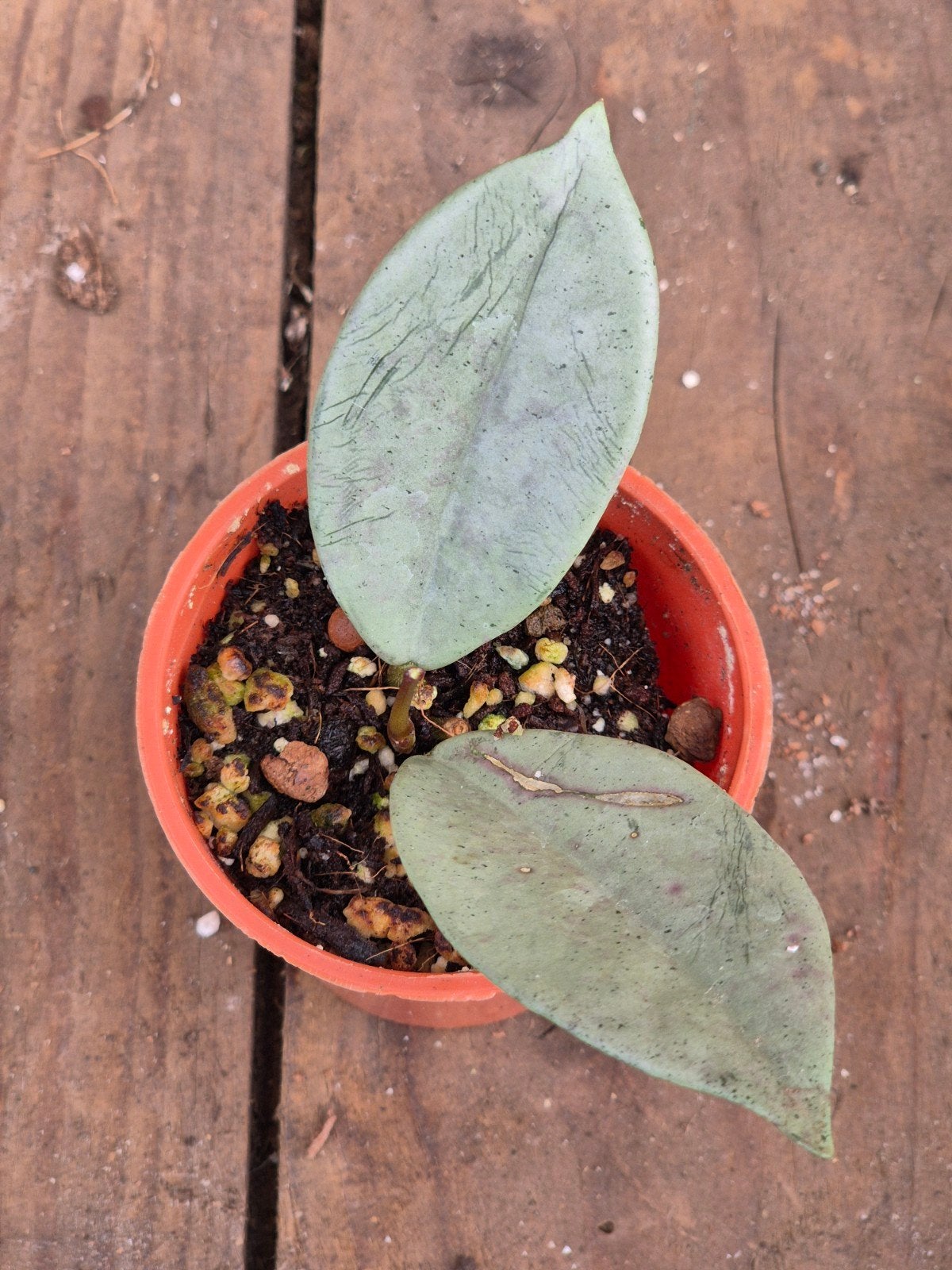Hoya Wilbur Graves Silver p6 (2), Huis en Inrichting, Ophalen of Verzenden, Halfschaduw, Minder dan 100 cm