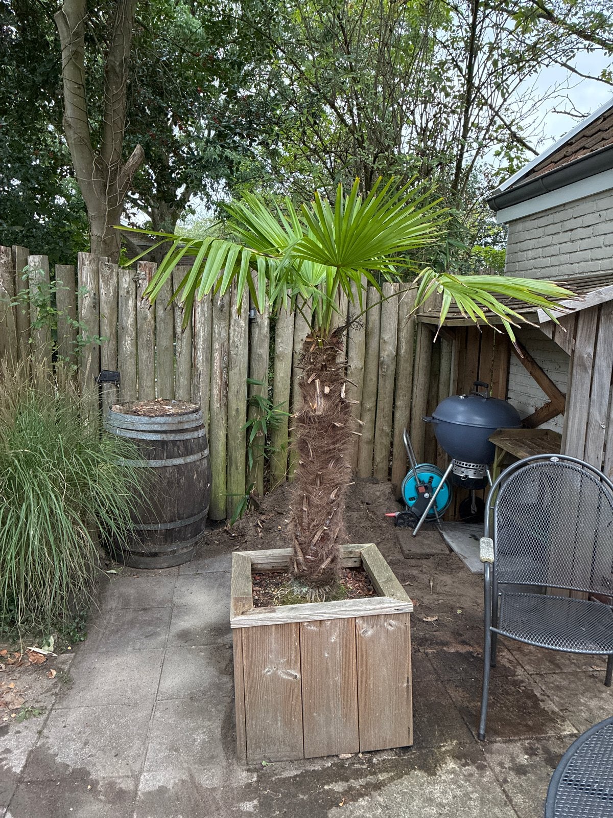 Mooie Chinese Waaierpalm (Trachycarpus fortunei), Bloeit niet, 100 tot 250 cm, Palmboom, Ophalen